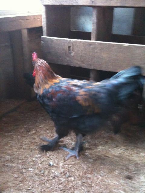 77340_chickens_5-11-11_040.jpg