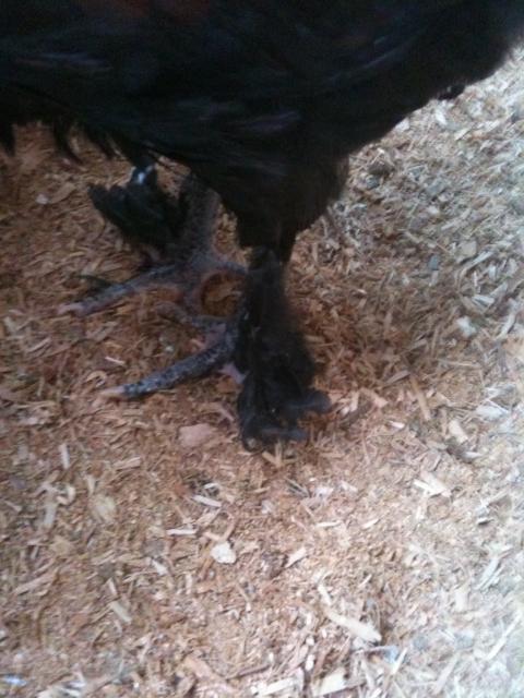 77340_chickens_5-11-11_043.jpg