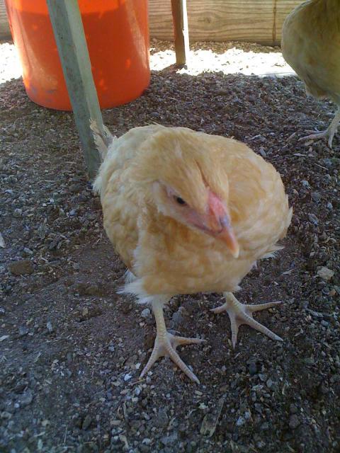 77355_roo_or_pullet.jpg