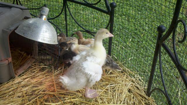 77358_2011-05-18_15-53-05_725.jpg