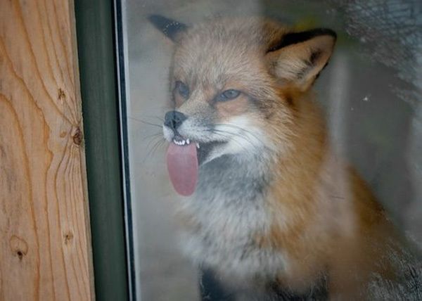 77358_fox_wants_in.jpg