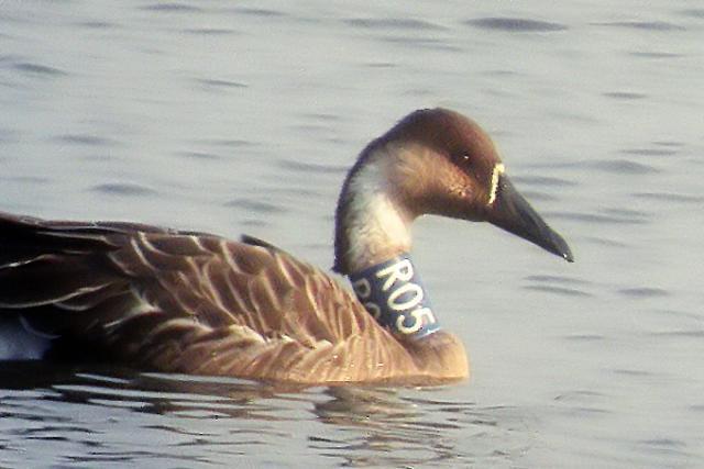 77358_swan-goose_nm-1.jpg