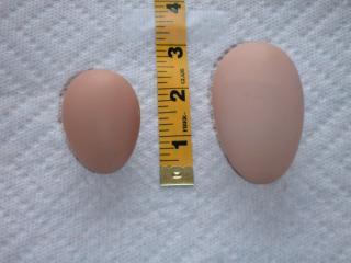 7738_eggs.jpg