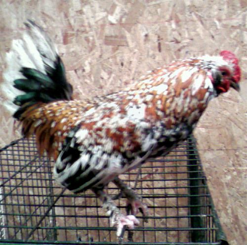 77529_roosterbantam.jpg