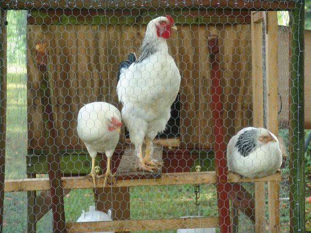 77590_our_pet_chickens_8-25-11_2.jpg