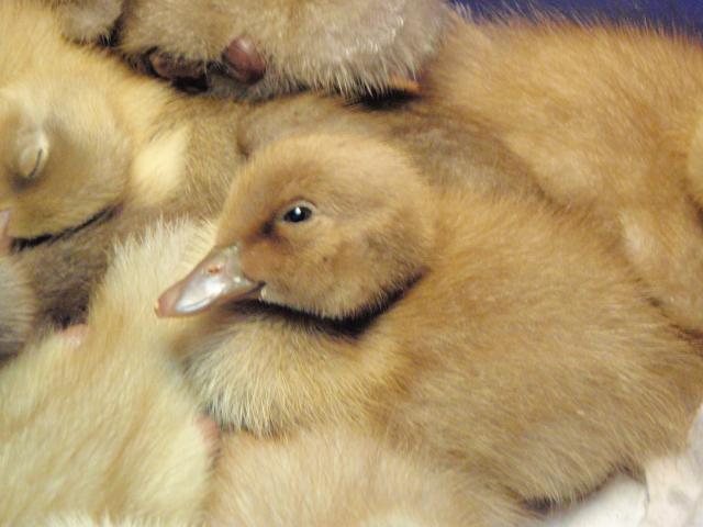 77616_holderread_cinnamons_019.jpg