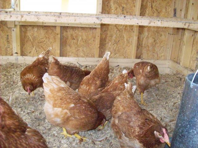 77652_hens.jpg
