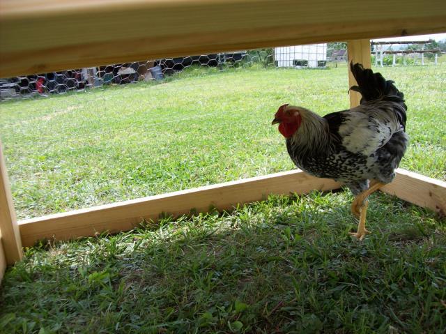 77652_rooster.jpg