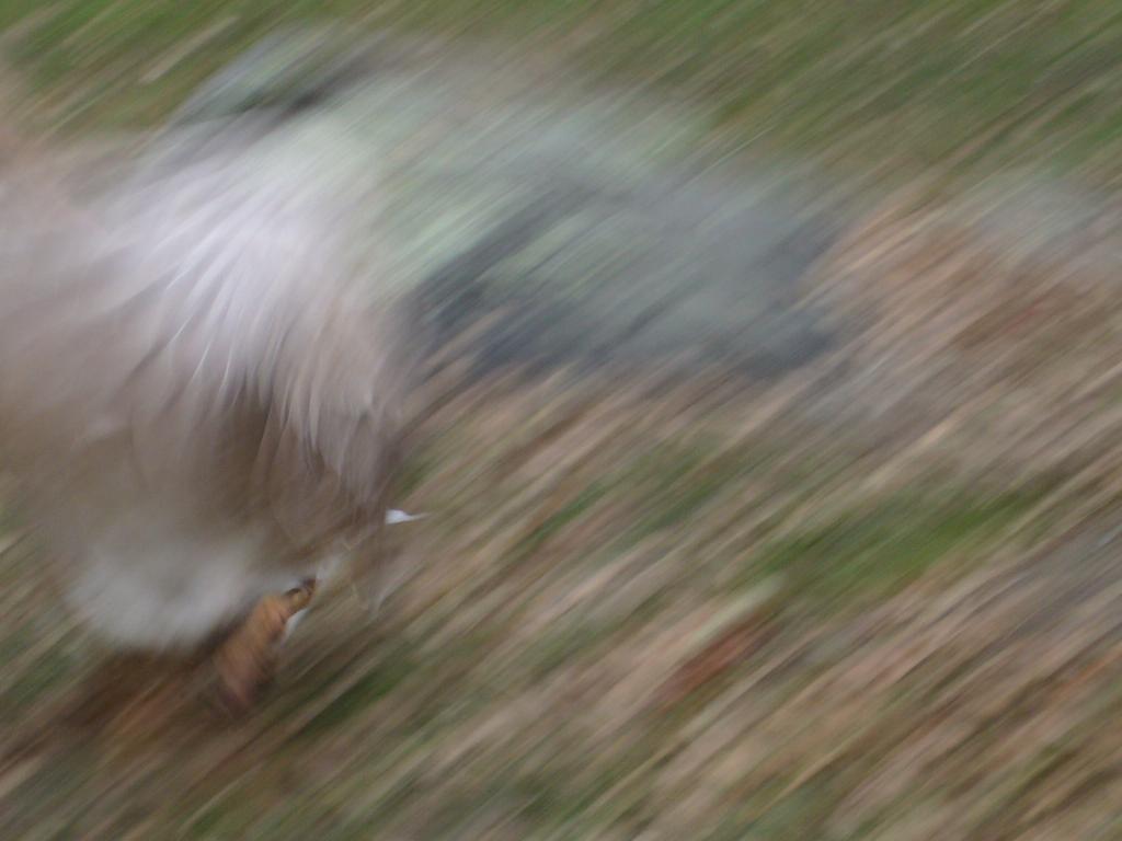 77670_flapfuzz.jpg
