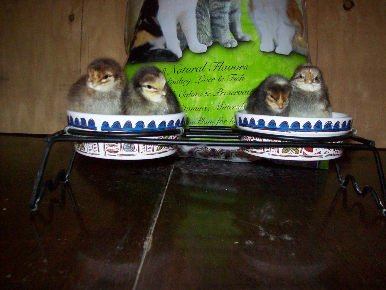 77670_morechicks_027.jpg