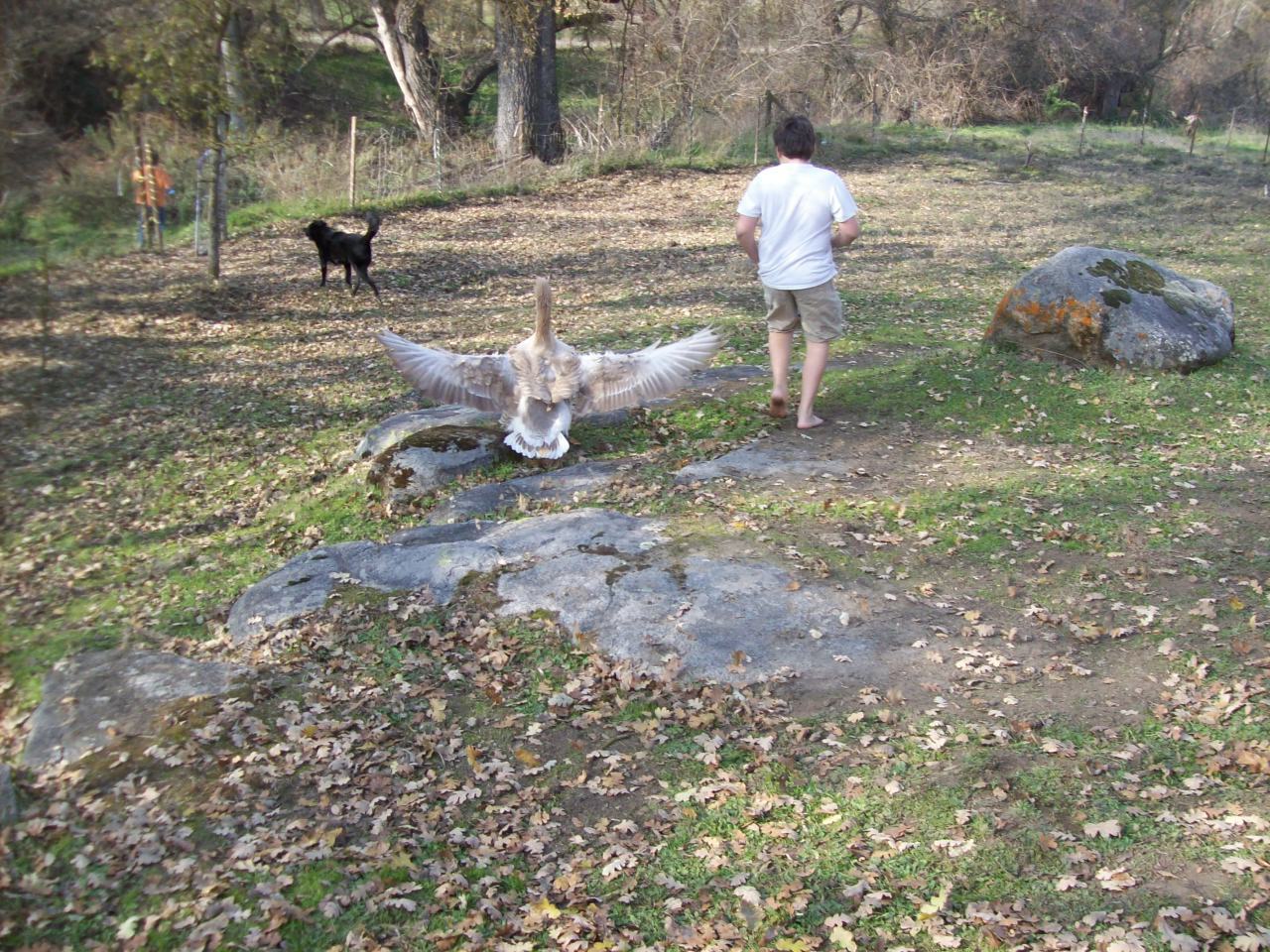 77670_nyd_hatch_006.jpg