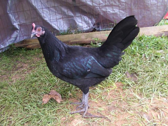 7779_dcp_0072.jpg