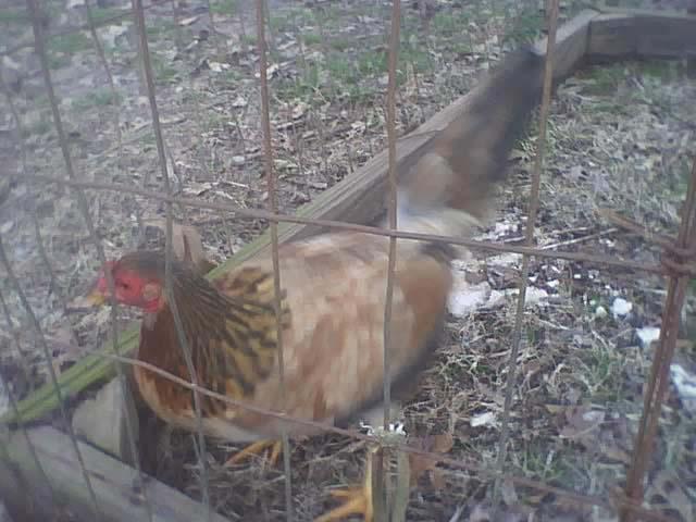 7779_hen.jpg