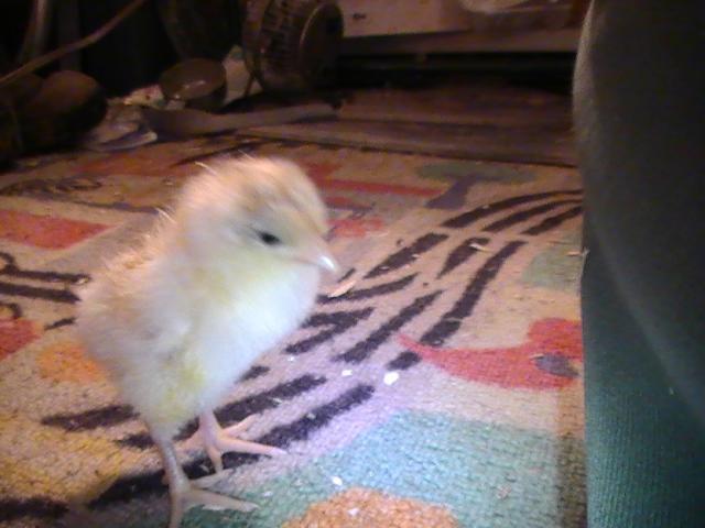 77863_pic_1036.jpg