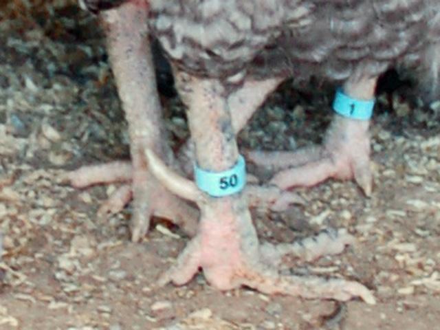 77869_cuckoo-sussex-roosters-legs.jpg