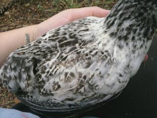 7792_blackwhite_araucana.jpg