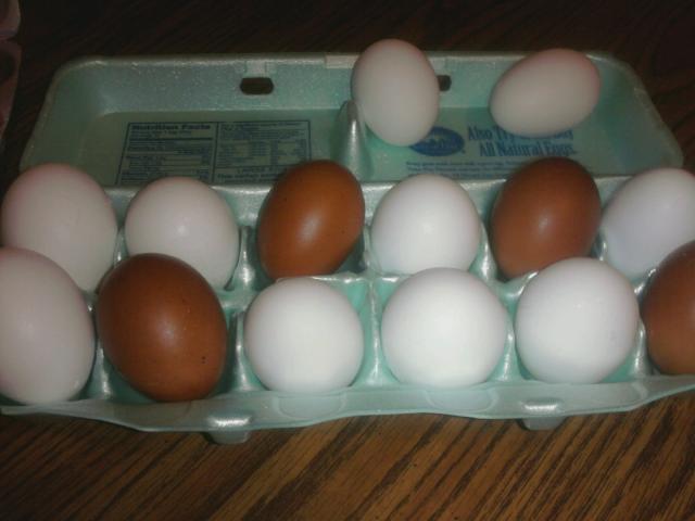 7792_eggs_with_flash.jpg