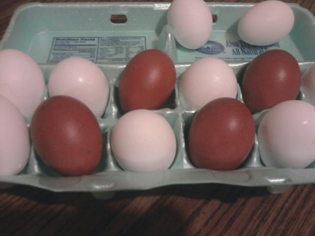 7792_eggs_without_flash_6-30-10.jpg