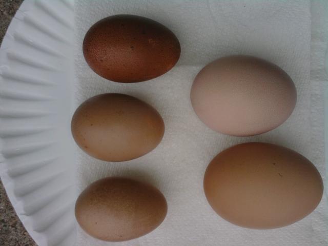 7792_first_bcm_eggs.jpg