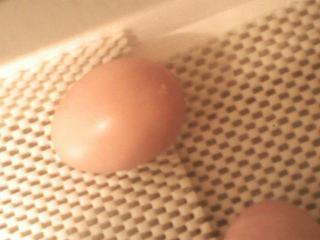 7792_pip_8-15.jpg