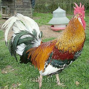 7792_redmottledleghornm.jpg