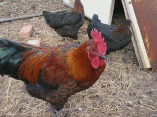 7792_roo_and_hens.jpg