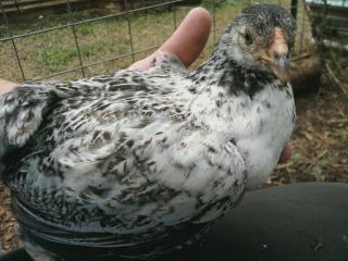 7792_whiteblack_araucana.jpg