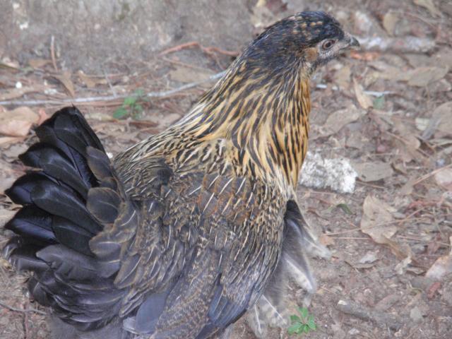 77980_p5110042.jpg