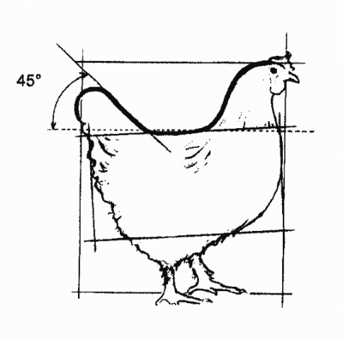 77986_marans_pullet_outline.png