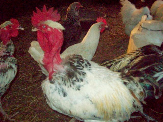 78023_103_2366.jpg