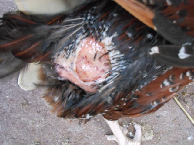 78081_dscn0849.jpg