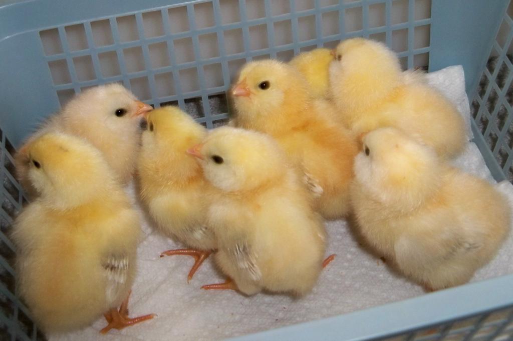 78200_ameraucana_chicks_10-08-11__01c.jpg