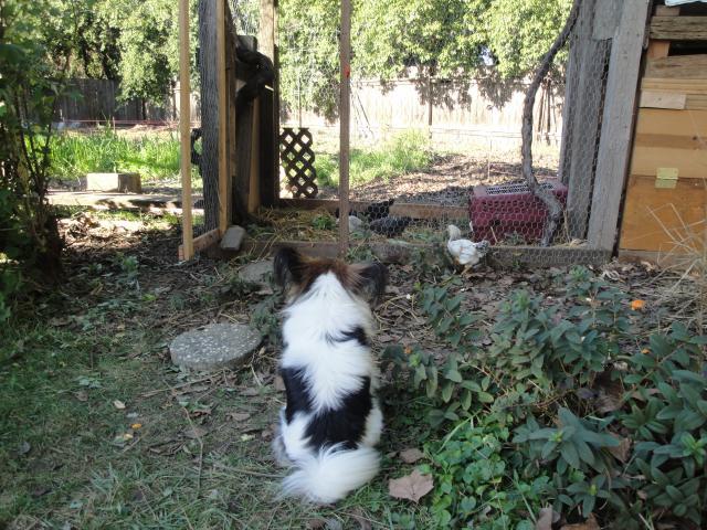 78206_chicken_021.jpg