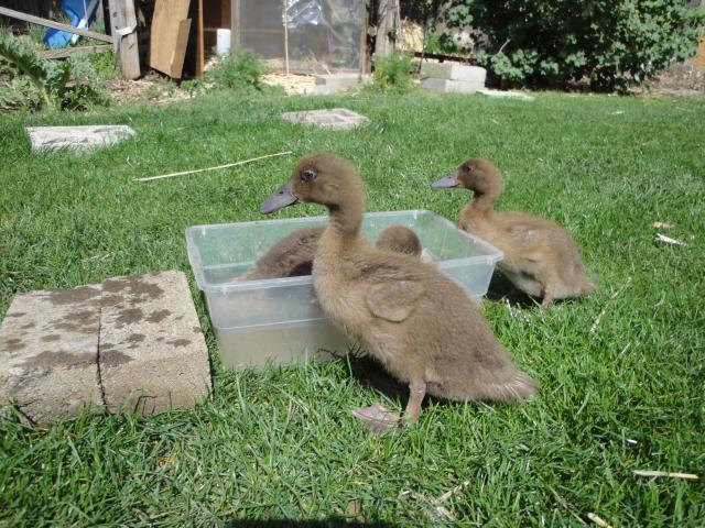 78206_freeduck_002.jpg