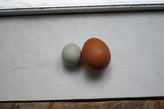 78213_egg02.jpg