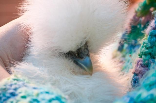 78213_silkie1-1.jpg