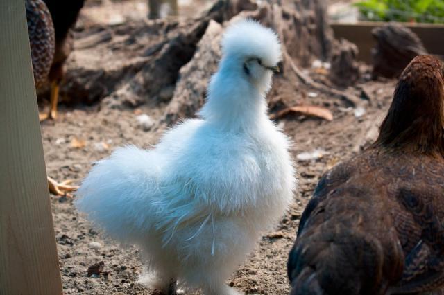 78213_silkie1-2.jpg