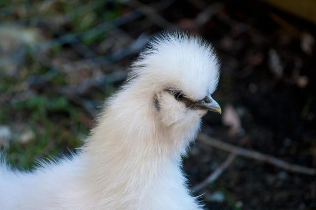 78213_silkie2-1.jpg