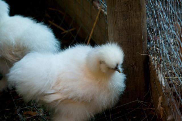 78213_silkie3.jpg