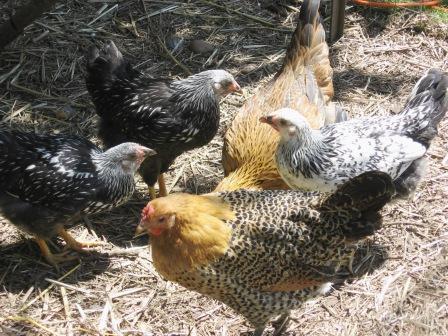 78250_pullets2.jpg