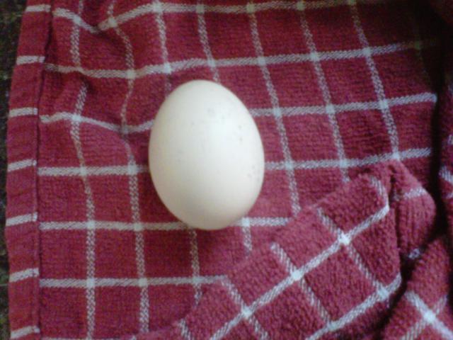 78308_peanutbutteregg.jpg