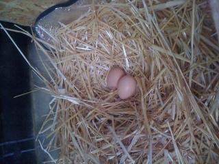 78318_my_first_eggs.jpg