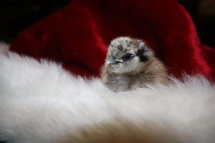 78320_chicks12062011_3.jpeg