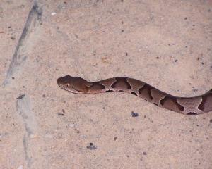 78335_copperhead.jpg