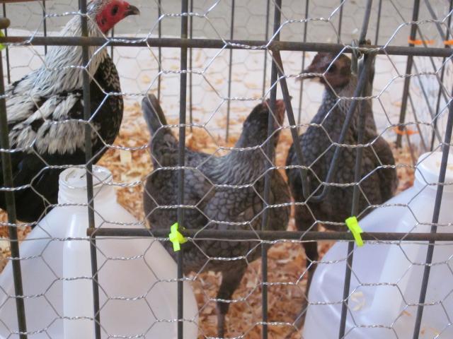 78366_camera_pictures_282.jpg