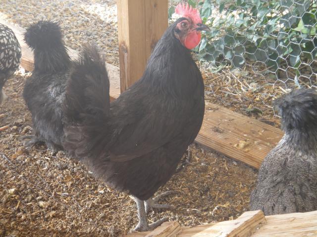 78433_black_hen.jpg