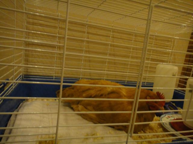 78433_goldie.jpg