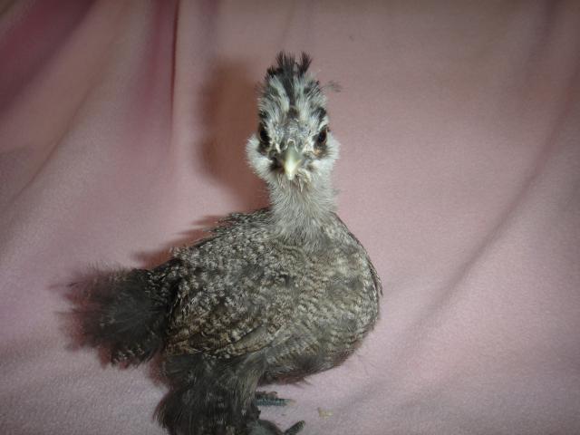 78433_partridge_silkies_002.jpg