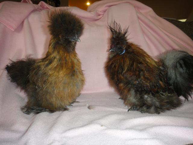 78433_partridge_silkies_011.jpg