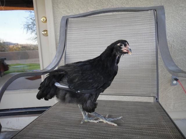 78433_partridge_silkies_052.jpg